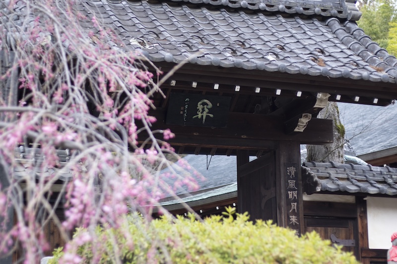 神宮寺山門としだれ桜